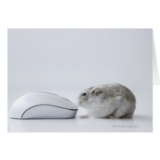 Hamster and Computer mouse Zazzle