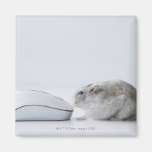Hamster and Computer mouse Refrigerator Magnets