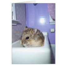 Hamster Bath Cards