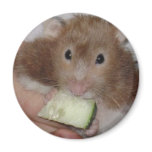 hamster magnets