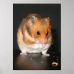 Hamster poster posters
