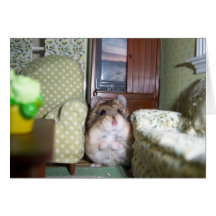 Hamster wants to watch t.v. greeting card