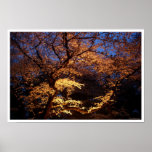 Hanami Viewing posters