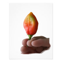 Hand And Hot Habernero Pepper Photograph Invites