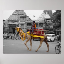 Hand-Coloured Photograph Camel in Puri, Orissa Poster