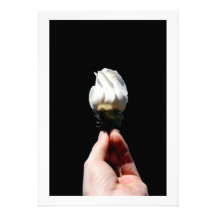 Hand holding white rose bud black background invites