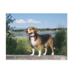 Handsome Beagle By Lake Postcard - Cooper Hound
