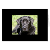 Handsome Black Lab Greeting Card