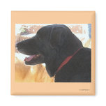Handsome Black Lab Portrait - Ranch Dog Lover Fridge Magnets