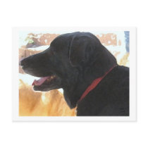 Handsome Black Lab Portrait - Ranch Dog Lover