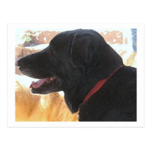 Handsome Black Lab Portrait - Ranch Dog Lover Post Card