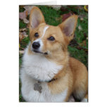 Handsome Corgi Card