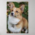 Handsome Corgi posters