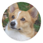 Handsome Corgi