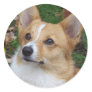 Handsome Corgi