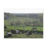 Handsome Herd of Belties Relaxing Post Cards