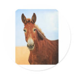 Handsome Jackass stickers