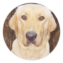 Handsome Lab