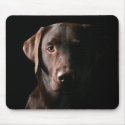 Handsome Labrador Retriever mousepads