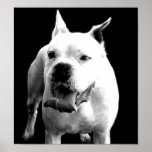 Handsome White Boxer posters