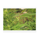 hang ten 420 cannabis shirts t-shirts weed tees