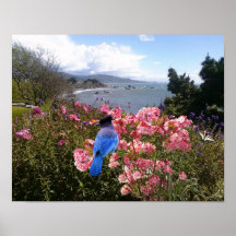 Hangin on the Coast Print