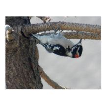 Hangin Out by Leslie Peppers Post Cards