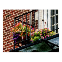 Hanging Baskets on Fire Escape Postcards