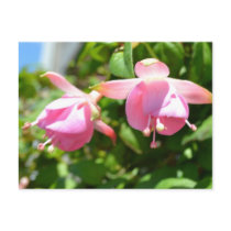Hanging Flowers Postcard