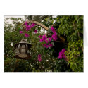 Hanging Lamp cards