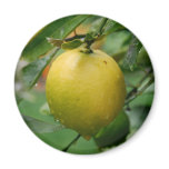 Hanging Lemon magnets