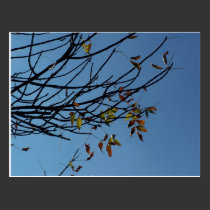 Hanging On Postcard postcards