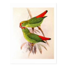 Hanging Parrots Post Cards