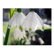 Hanging Snowdrops Postcard