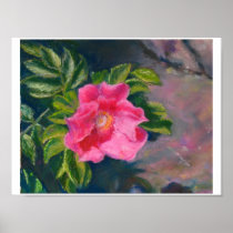 Hansa Shore Rose Posters