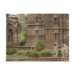 Hanuman Langurs or Black-faced, Common or Grey Postcards