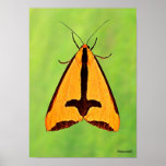 Haploa Clymene, Yellow & Black Moth Print
