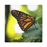 Happines is a Butterfly magnets