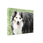 Happy Australian Shepherd Smiles