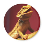 Happy Bearded Dragon Magnet