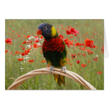 Happy Birdday! Greeting Cards