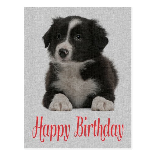 happy birthday border collie puppy dog post card zazzle