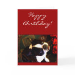 Happy Birthday Boston Terrier greeting card