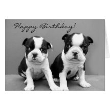 Happy Birthday Boston Terrier greeting card