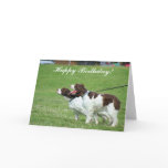 Happy Birthday Brittany Spaniel greeting card
