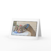 Happy Birthday Greeting Cards