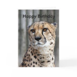 Happy Birthday cards