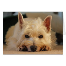 Happy Birthday Card - Westie Card
