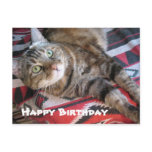 Happy Birthday Cat