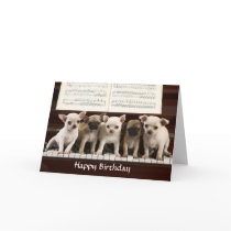 Happy Birthday Chihuahua Puppy Greeting Card